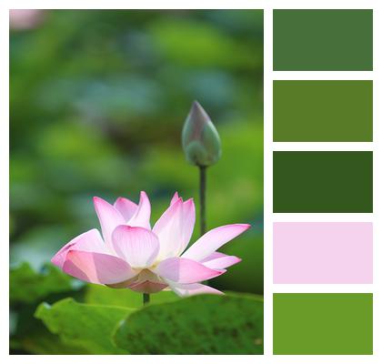 Pink Lotus Waterlily Lotus Image